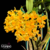 Orquídea Dendrobium Densiflorum - Adulta na internet