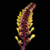 Orquídea Bulbophyllum Falcatum - Tam. 2