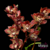 Cymbidium Kusuda Stone 'Gateau Chocolate - Adulto