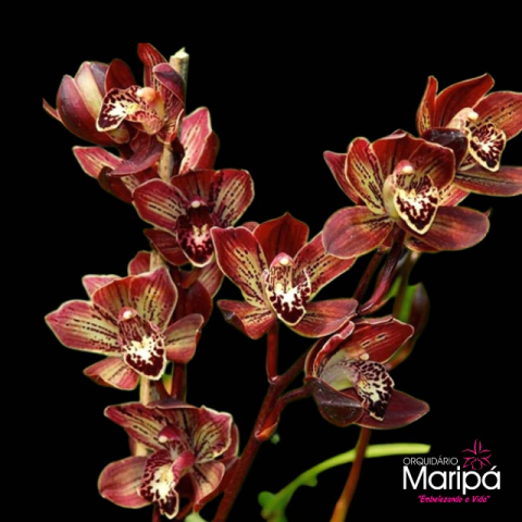 Cymbidium Kusuda Stone 'Gateau Chocola' - Pré-adulto