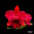 Orquídea Blc. Nobiles Frisson - Pré adulta