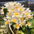 Orquídea Dendrobium Farmerii X Dendrobium Amabile - Adulta