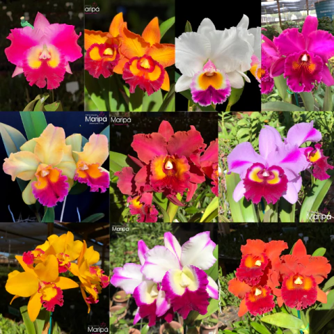 Kit 10 Cattleyas Pré-Adultas Sortidas sem Identificação