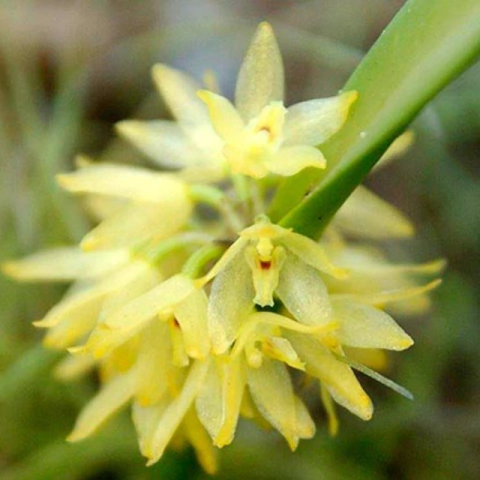 Orquídea Octomeria crassifolia - Pré adulta (mini Orquidea) - comprar online