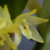 Orquídea Octomeria crassifolia - Pré adulta (mini Orquidea) na internet