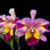 Orquídea Blc. Hawaiian Lightning Fiesta - Tam.2