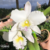 Orquídea Blc.Pastoral "Inocence"- Tam. 3 - comprar online