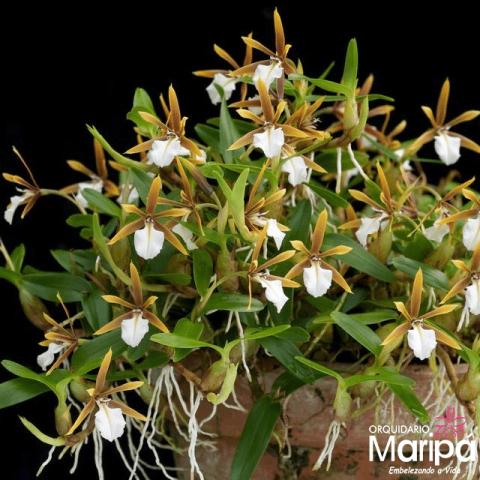 Orquidea Dinema Polybulbon micro orquídea exótica fácil cultivo adulta