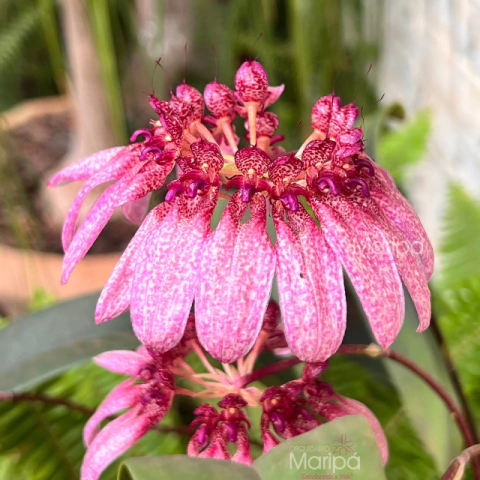 Bulbophyllum Eberhardtii - adulta - comprar online