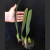 Bulbophyllum Elassonotum Tam.3 na internet