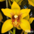 Orquídea Cymbidium Summer Elf Mana Pré adulto