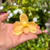 Imagem do Enfeite de Chimarrão - Orquídea