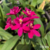 Orquídea Epidendrum (Rosa) - Planta Pré adulta