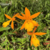 Orquídea Epitechea Orange Blaze - Pré Adulta na internet