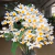Orquídea Dendrobium Farmerii X Dendrobium Amabile - Adulta - loja online