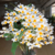Orquídea Dendrobium Farmerii X Dendrobium Amabile flores em cachos pendentes - Tam.3 na internet