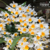 Orquídea Dendrobium Farmerii X Dendrobium Amabile flores em cachos pendentes - Tam.3