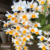Orquídea Dendrobium Farmerii X Dendrobium Amabile - Adulta - Orquidário Maripá