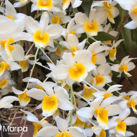 D. Farmerii X D. Thyrsiflorum orquidea cachos pendentes cruzamento - Adulta