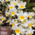 D. Farmerii X D. Thyrsiflorum orquidea cachos pendentes cruzamento - Pré-Adulta - comprar online