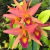 Orquidea Laelia Anceps X C. Aurantiaca - Tam. 2 - comprar online