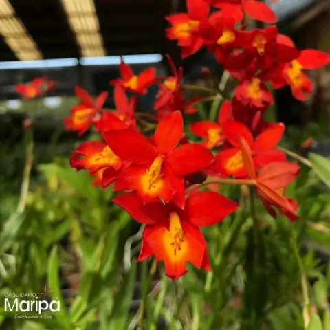 Orquídea Epiphronitis Veitchii - Tam. 2