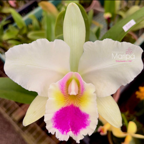 Orquídea Lc. Jaguariuna Pré-adulta - comprar online