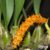 Bulbophyllum Elassonotum Tam.2 - Orquidário Maripá
