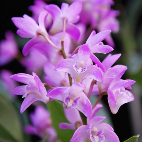 Orquídea Dendrobium Kingianum Tipo- Planta Adulta - comprar online