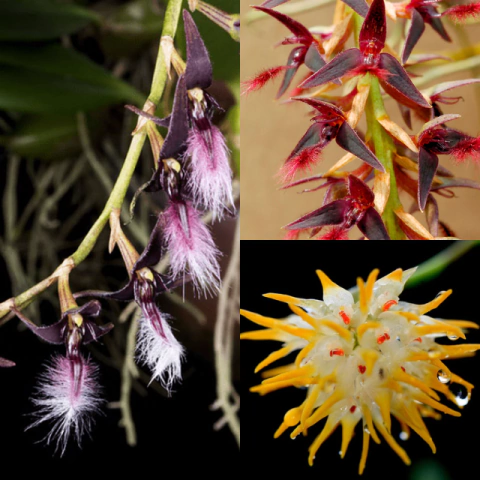 Kit com 3 bulbophyllum- Adulta - comprar online