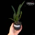 Orquidea Laelia Anceps X C. Aurantiaca - Tam. 2 na internet