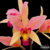 Orquídea Laelia Santa Barbara Sunset - Tam. 2 - comprar online
