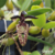 Orquídea Bulbophyllum Breviscapum MICRO orquídea exótica -Adulta na internet