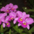 Orquidea Lc. Anna Reis Winterfield - Pré Adulta - comprar online
