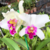 Orquídea Lc. Coastal Concept 'Comet' tam.3
