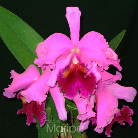 Orquídea Lc. Everett Dirksen (103)- Tam.3 - comprar online