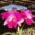 Orquídea Lc.Hausermann´s Firewings Pegasus cattleya flameada Pré-adulta - loja online