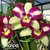 Orquidea Lc. Haw Yuan Beauty Hong planta espetacular - tam.3 - comprar online