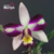 Orquidea Lc. Haw Yuan Beauty (453) - Mudas Tam. 3