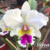 Orquídea Lc. Jaguariuna - Adulta
