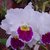 Orquídea Lc. Mildred Rives Orchid Glade - Pré Adulta