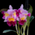 Orquídea Lc. Prism Palette - Tam. 2 - comprar online