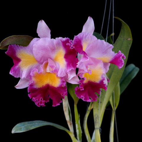 Orquídea Lc. Prism Palette - Tam. 3 - comprar online