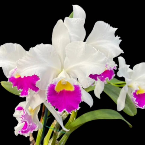 Orquídea Lc. Stephen Oliver - Tam. 2 - comprar online