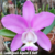 Orquídea Cattleya Loddigesii Aquini X self Híbrido - Pré Adulta - comprar online