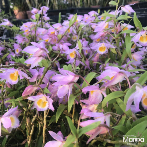 Mudas de orquídea Dendrobium Loddigesii - Tam.2 - Orquidário Maripá
