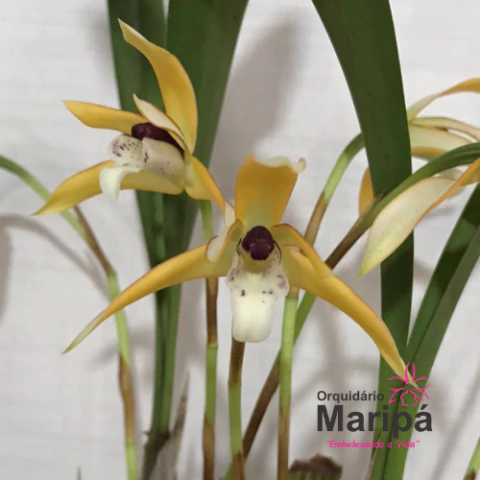 Orquídea Maxillaria Marginata com Cheiro de Mel - Planta Pré-adulta na internet