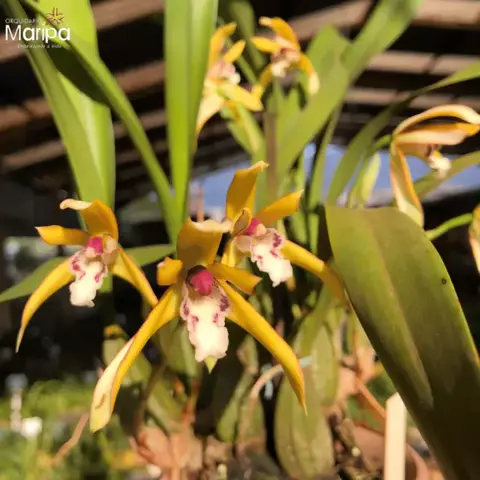 Orquídea Maxillaria Marginata com Cheiro de Mel - Planta Pré-adulta - comprar online