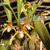 Orquídea Maxillaria Marginata com Cheiro de Mel - Planta Pré-adulta - comprar online