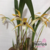 Orquídea Maxillaria Marginata com Cheiro de Mel - Planta Pré-adulta - comprar online